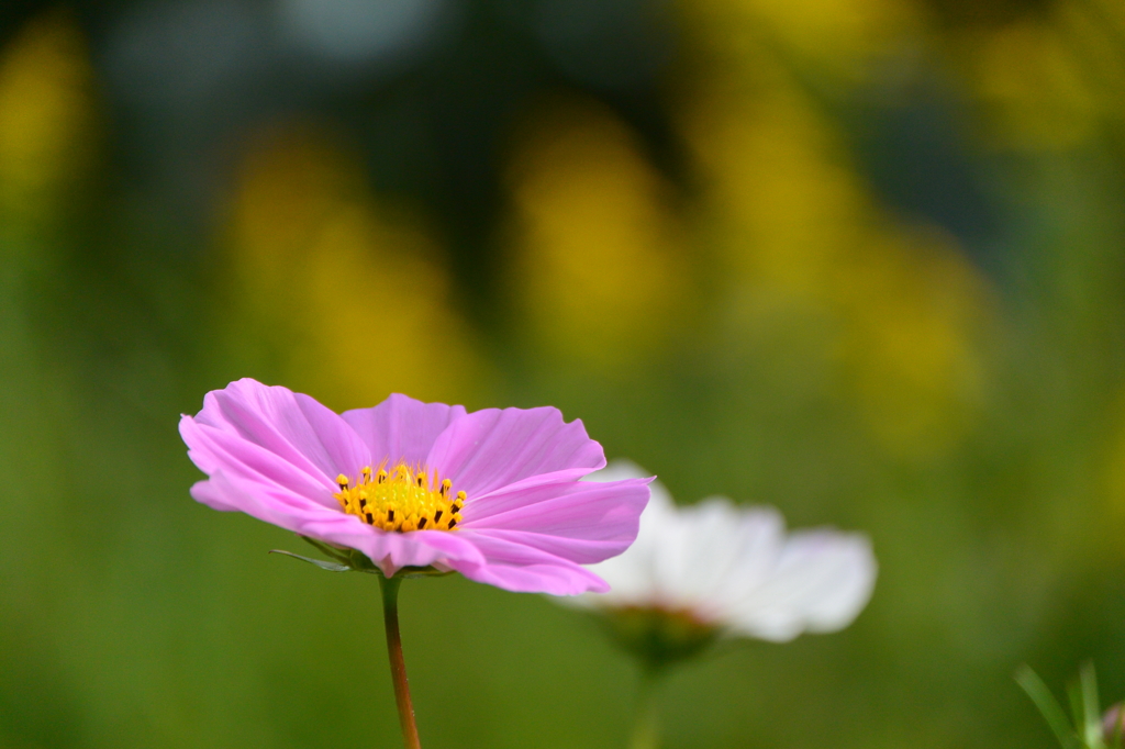 巾着田のコスモスと蕎麦の花3