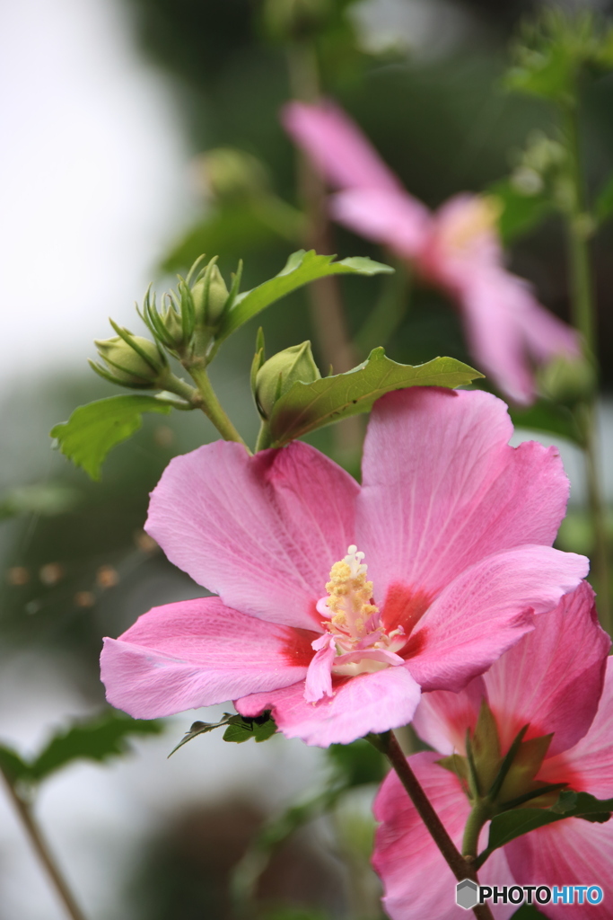夏の花