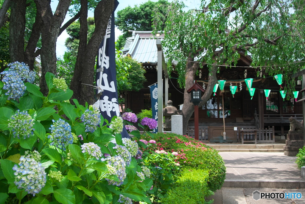 白山神社と紫陽花