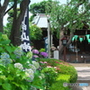 白山神社と紫陽花