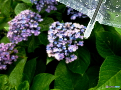 紫陽花と雨の雫1