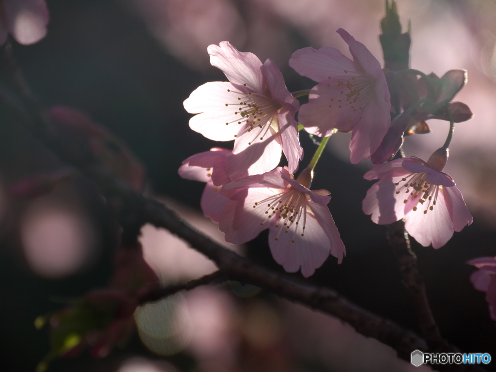 千鳥ヶ淵の修善寺寒桜3