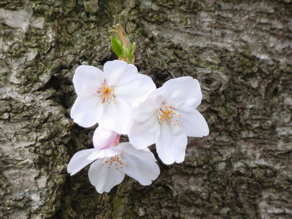 足立区花畑公園の桜5