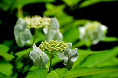額紫陽花