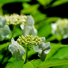 額紫陽花