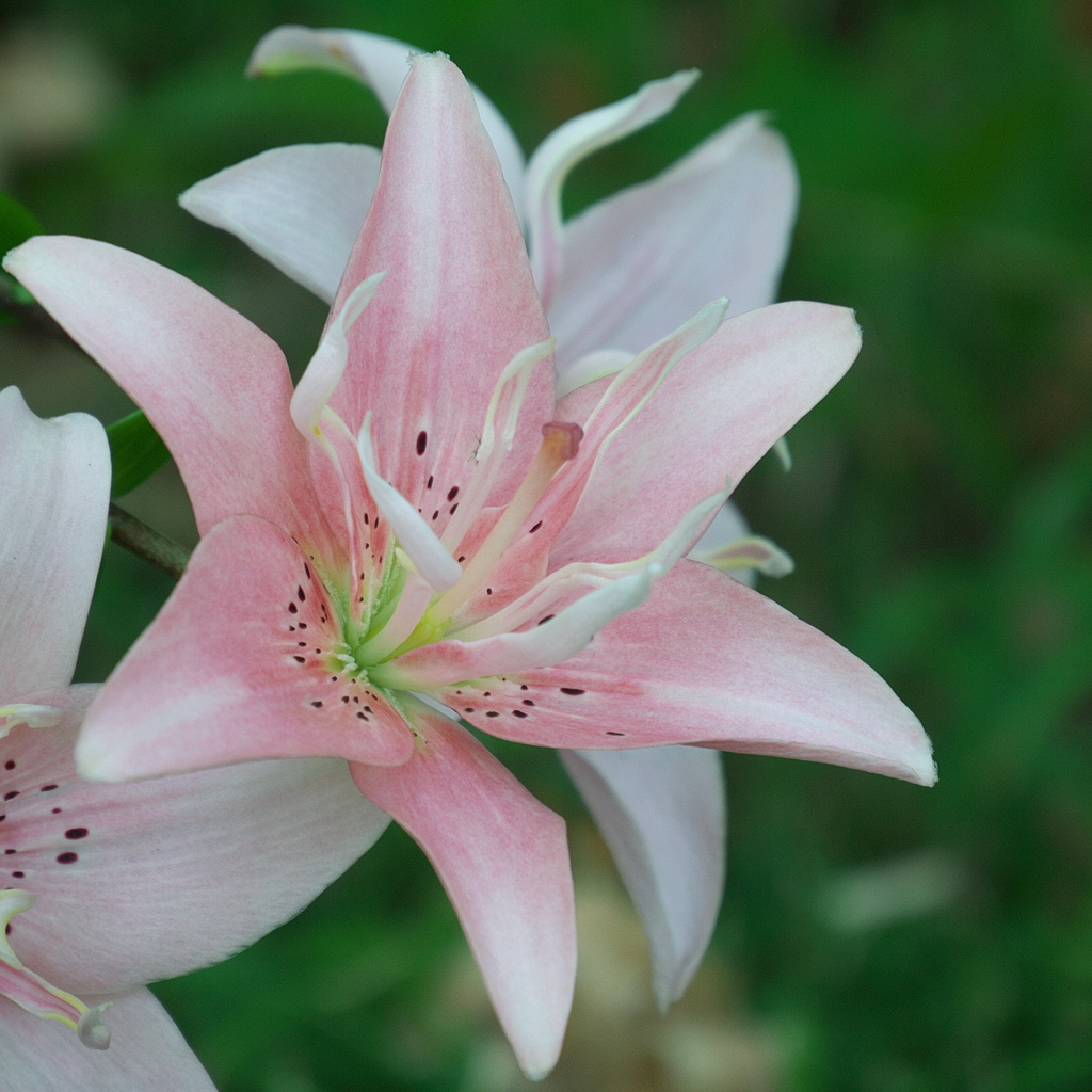 日比谷公園の百合
