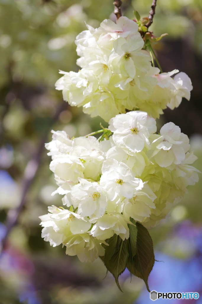 石神井公園で咲く桜5