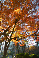 日比谷公園の紅葉_1