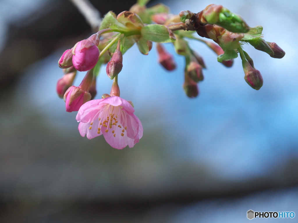 カワヅザクラ（河津桜）