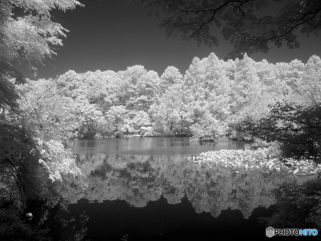 三宝寺池その２