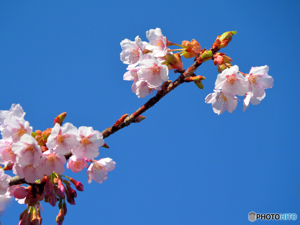 修善寺寒桜