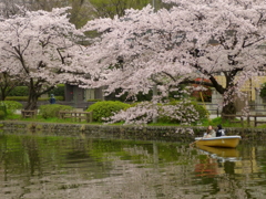 石神井公園の桜6
