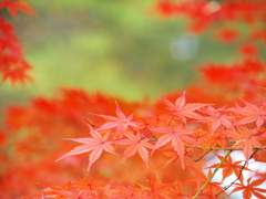 晩秋の石神井公園1