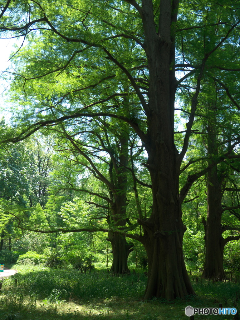 初夏の新宿御苑05