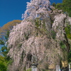 梅岩寺の枝垂れ桜