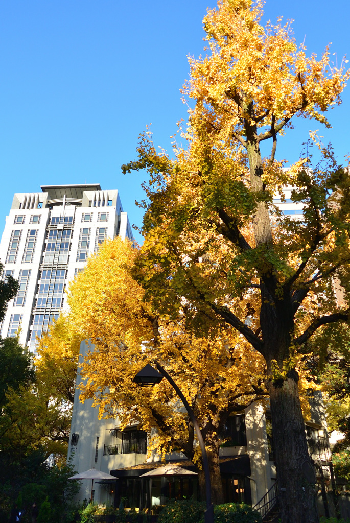 日比谷公園の紅葉_3