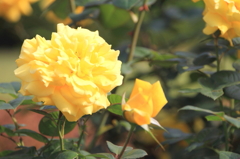 新宿御苑の秋薔薇5