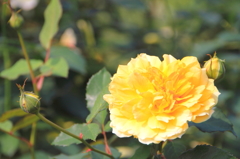 新宿御苑の秋薔薇1