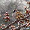 桜とスズメ