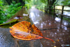 雨に濡れる遊歩道の柵に落ちた紅葉