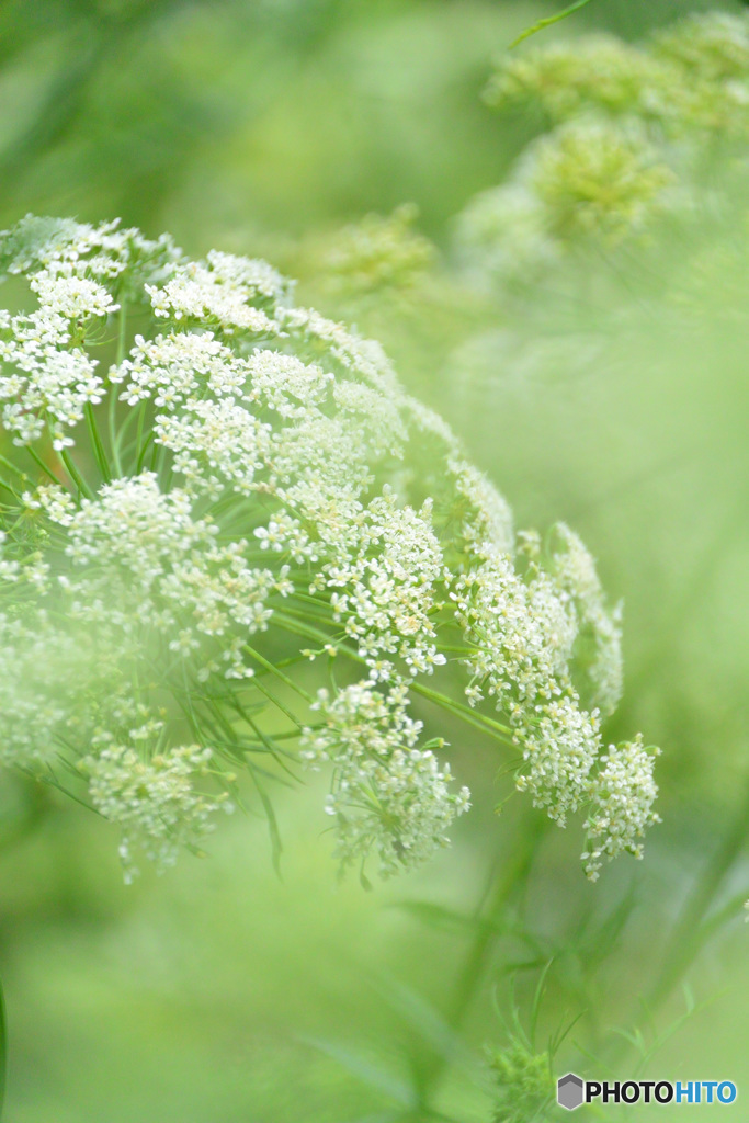 アンミ・マユス