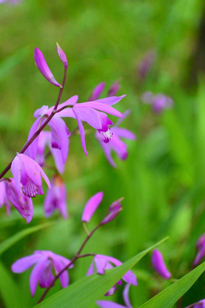 シラン（紫蘭）