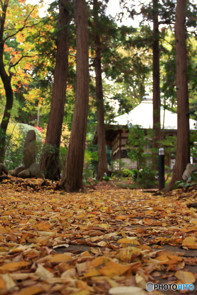 三宝寺の紅葉3