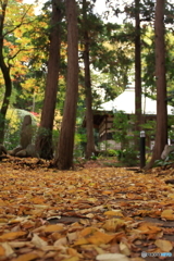三宝寺の紅葉3
