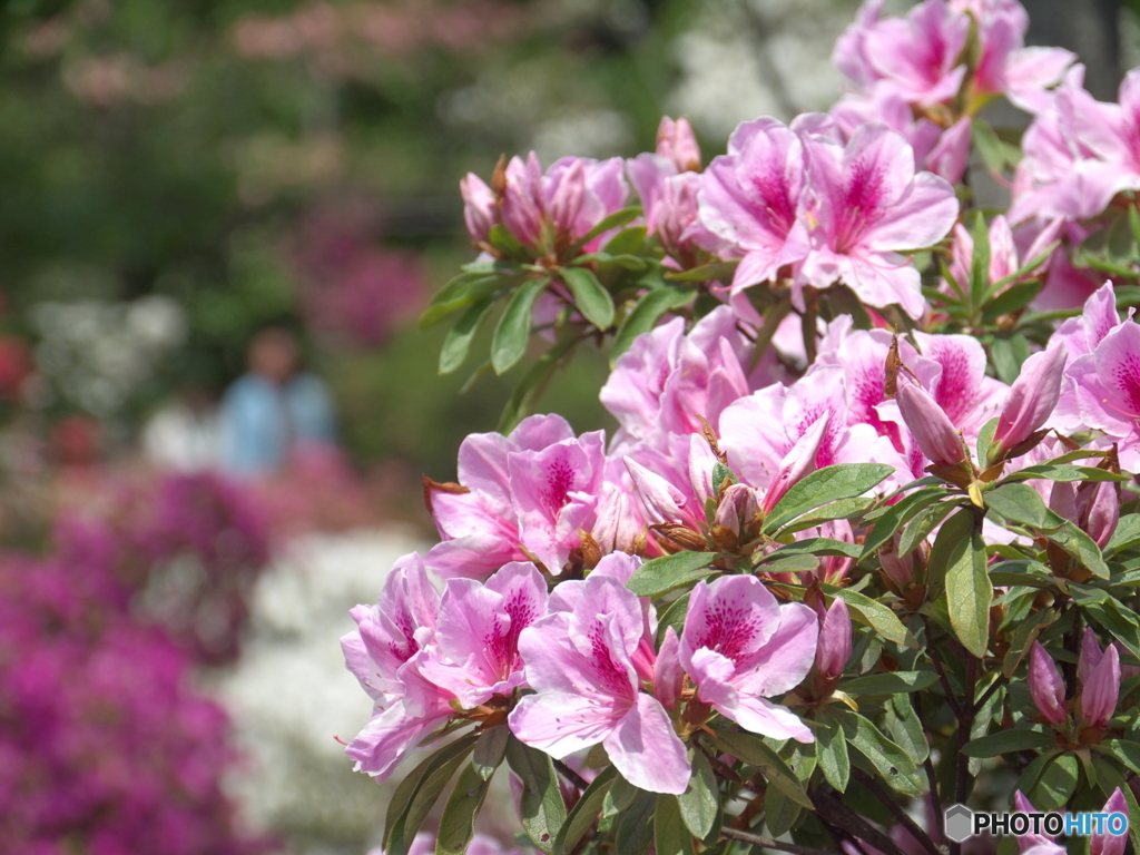 平成つつじ公園5