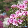 平成つつじ公園5