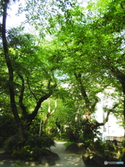 新緑の外濠公園5