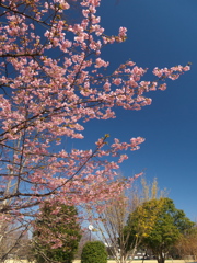 河津桜