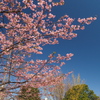 河津桜