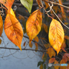 小彼岸桜の紅葉
