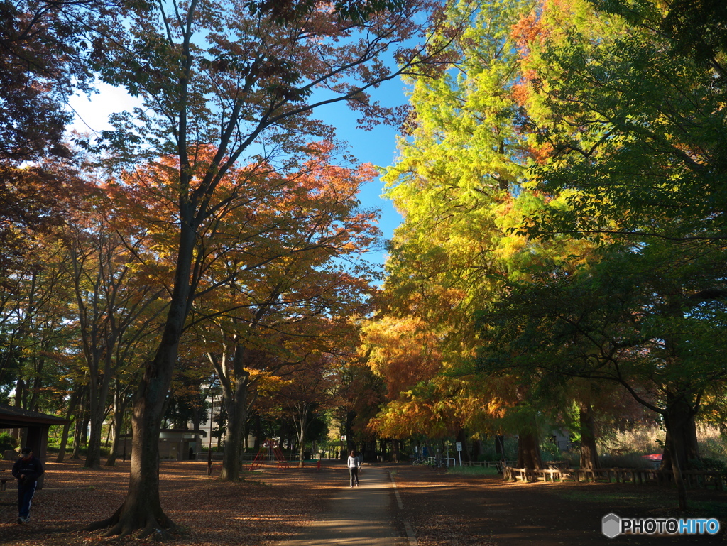 11月の石神井公園３