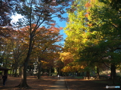 11月の石神井公園３