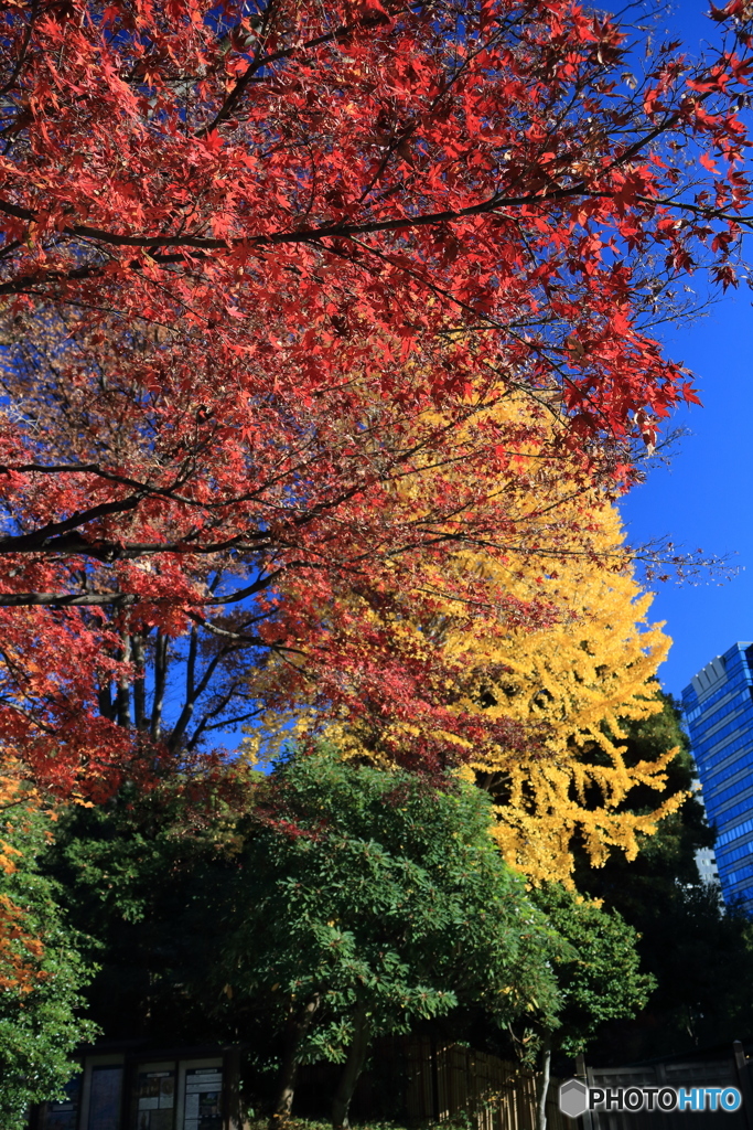 紅葉