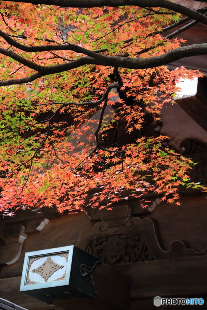 道場寺の紅葉2