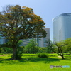 浜離宮恩賜庭園