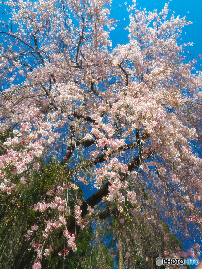 梅岩寺の枝垂れ桜03