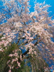 梅岩寺の枝垂れ桜03