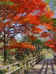 紅葉の遊歩道