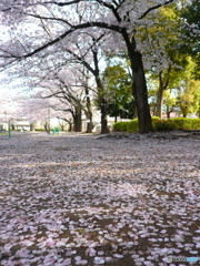 花畑公園の桜1