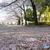 花畑公園の桜1