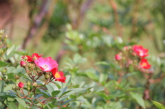 新宿御苑の秋薔薇8