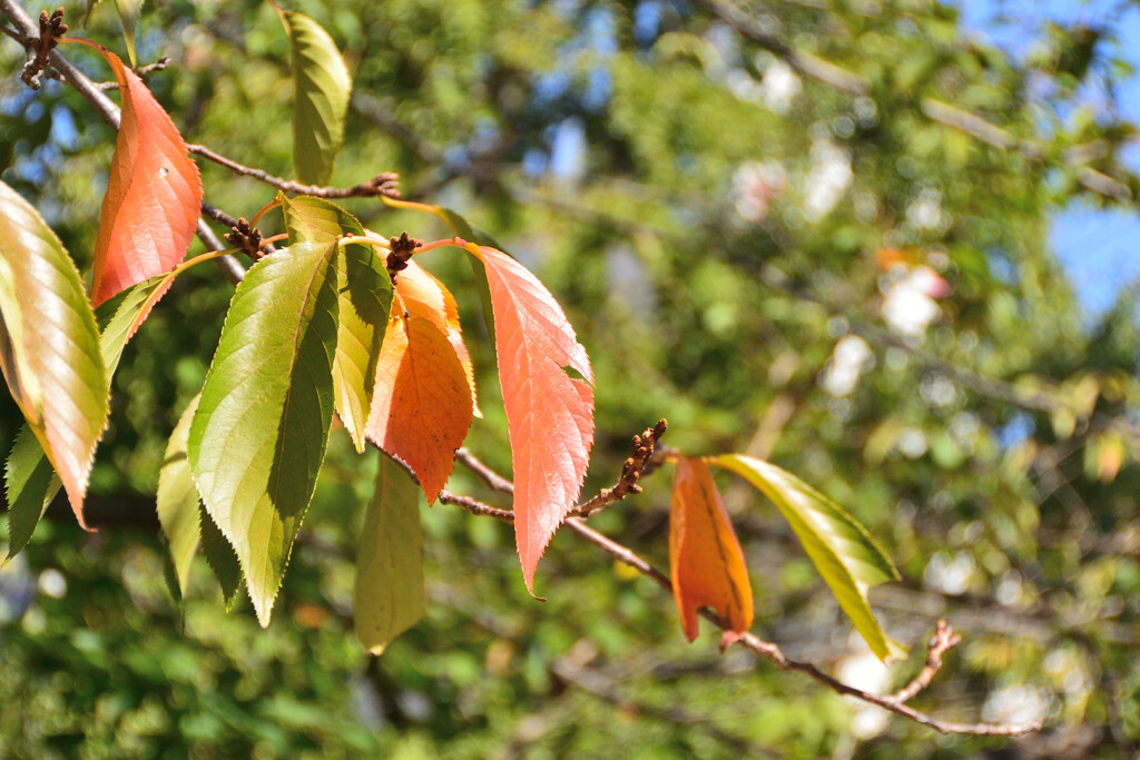 紅葉 
