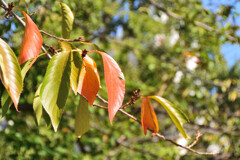 紅葉 