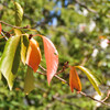 紅葉 