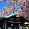 新井薬師梅照院の桜