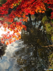 晩秋のの石神井公園6